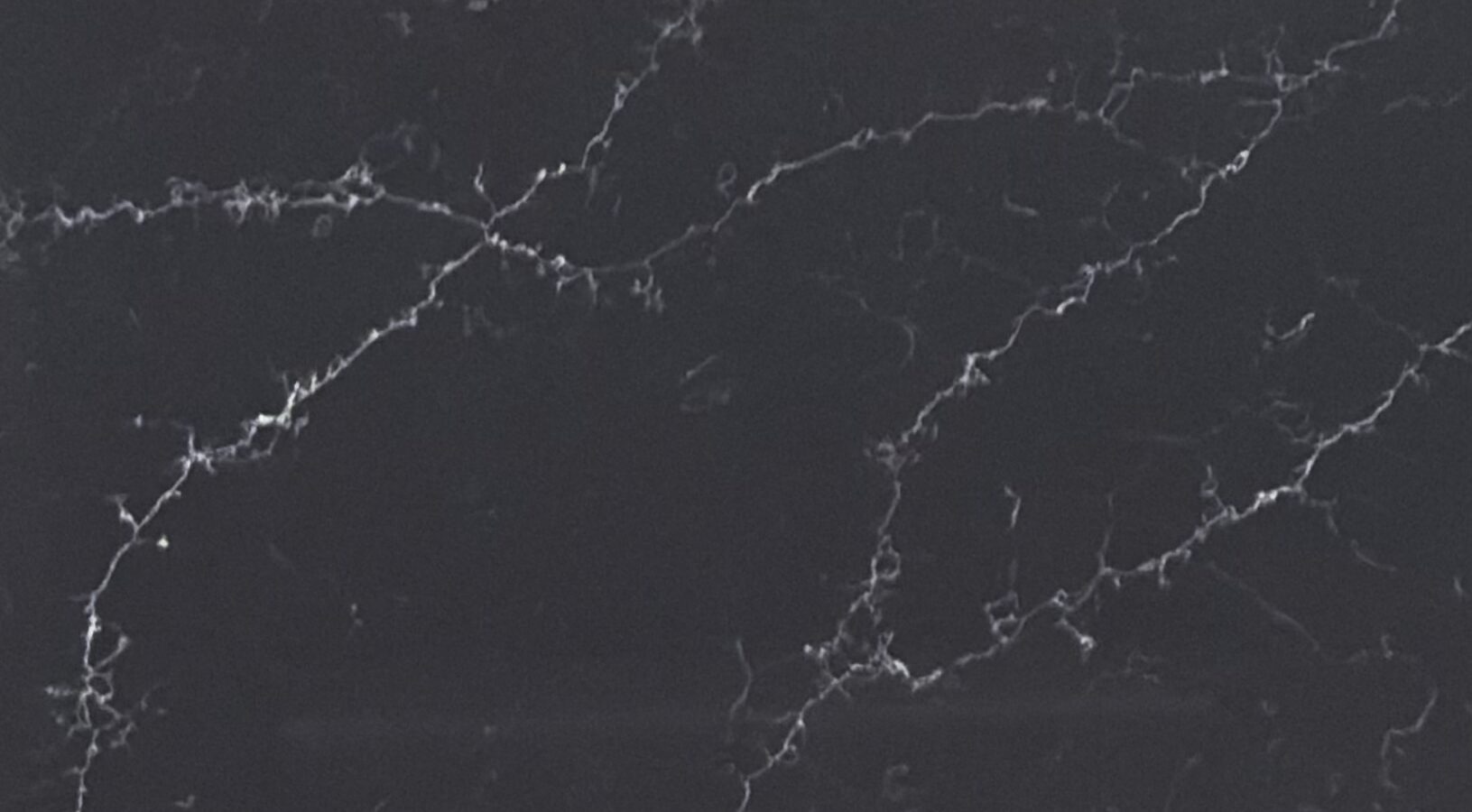 Calacatta Black River – 380 Quartz